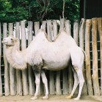 camel-hump camel-hump
