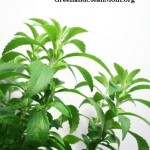 stevia stevia
