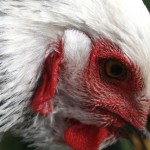 chicken-img_6300 chicken-img_6300