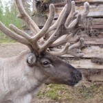 reindeer