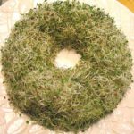 sprouts500 sprouts500