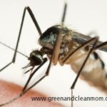Feeding Mosquito Feeding Mosquito