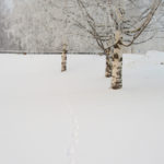 winterwhiteness
