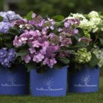 garden twitter party