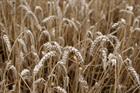 wheat
