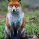 Wildlife and Global Warming